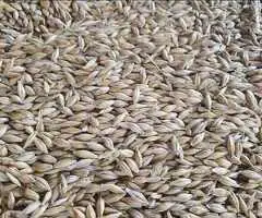 Orz de vânzare – 5 tone disponibile