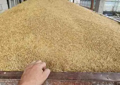 Orz de vânzare – 5 tone disponibile - 2/2