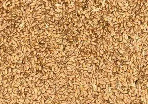 Grâu boabe producție 2025 – bob mare, curat