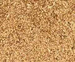 Grâu boabe producție 2025 – bob mare, curat