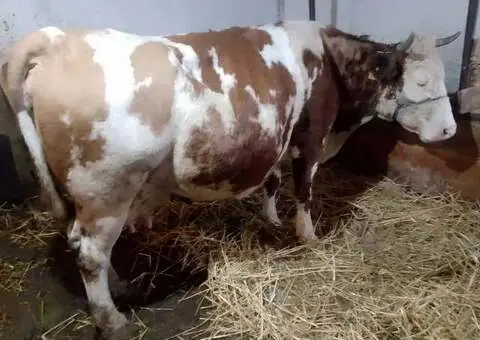 Vacă Bălțată Românească (BR) gestantă – 9 ani – Arieșeni, Alba