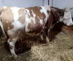 Vacă Bălțată Românească (BR) gestantă – 9 ani – Arieșeni, Alba