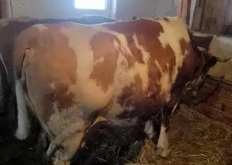 Vacă Bălțată Românească (BR) gestantă – 9 ani – Arieșeni, Alba - 2/2