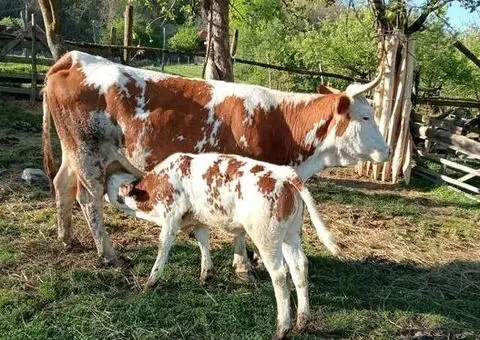 Vacă cu vițea de vânzare – 7 ani
