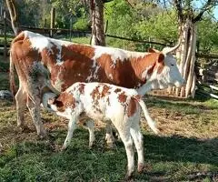 Vacă cu vițea de vânzare – 7 ani