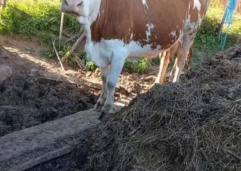 Vacă cu vițea de vânzare – 7 ani - 2/2