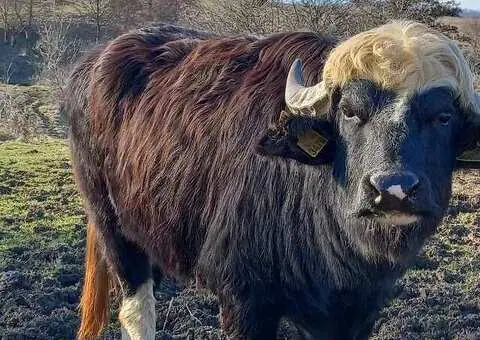 Taur de bivol românesc cu acte – 2 ani și 3 luni - 1/3