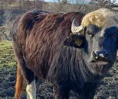 Taur de bivol românesc cu acte – 2 ani și 3 luni