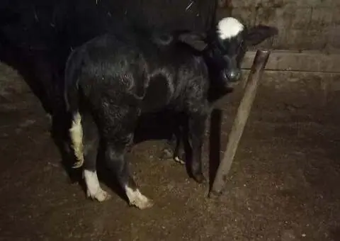 Taur de bivol românesc cu acte – 2 ani și 3 luni - 3/3