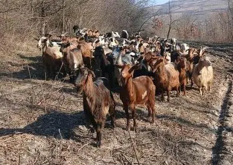 Turmă capre cu iezi de vânzare – 52 capre + 2 țapi - 1/3