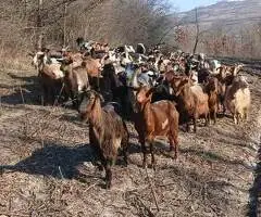 Turmă capre cu iezi de vânzare – 52 capre + 2 țapi