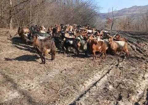 Turmă capre cu iezi de vânzare – 52 capre + 2 țapi - 2/3
