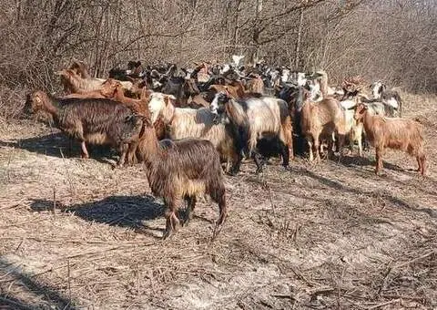 Turmă capre cu iezi de vânzare – 52 capre + 2 țapi - 3/3