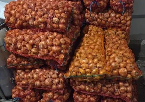 Ceapă plată de vânzare – sortată, calitate bună - 2/2