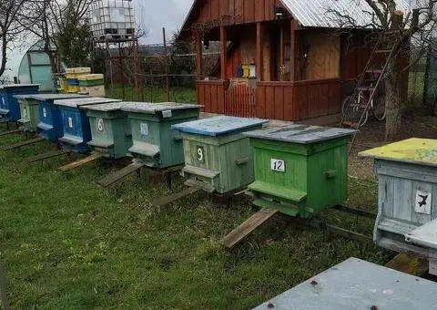 Familii de albine carpatine de vânzare – 7-9 rame - 1/4