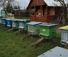 Familii de albine carpatine de vânzare – 7-9 rame