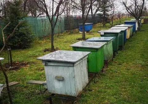 Familii de albine carpatine de vânzare – 7-9 rame - 3/4