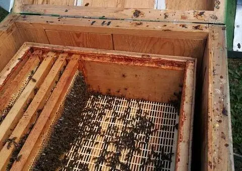Familii de albine carpatine de vânzare – 7-9 rame - 4/4