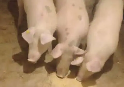 Vând porci șoldani 60–65 kg - 1/3