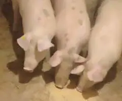 Vând porci șoldani 60–65 kg