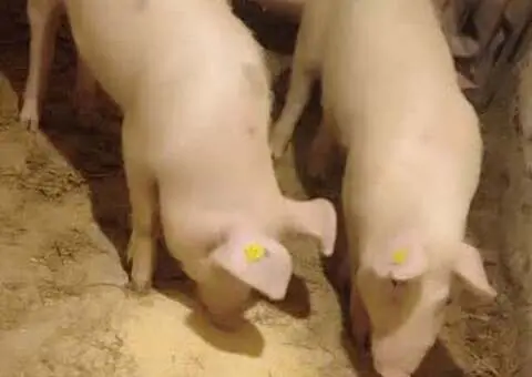 Vând porci șoldani 60–65 kg - 2/3