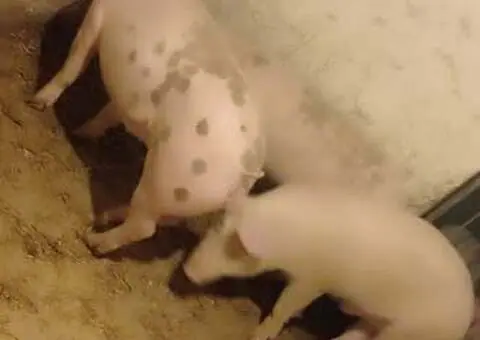 Vând porci șoldani 60–65 kg - 3/3