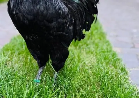 Oua de incubat si pui de vârstă mică australorp negru și albastru - 1/9