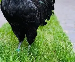 Oua de incubat si pui de vârstă mică australorp negru și albastru