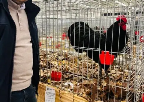 Oua de incubat si pui de vârstă mică australorp negru și albastru - 2/9