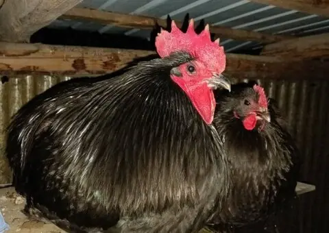 Oua de incubat si pui de vârstă mică australorp negru și albastru - 3/9