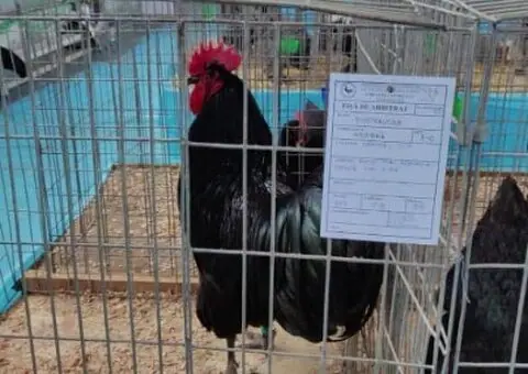 Oua de incubat si pui de vârstă mică australorp negru și albastru - 4/9