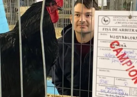 Oua de incubat si pui de vârstă mică australorp negru și albastru - 5/9