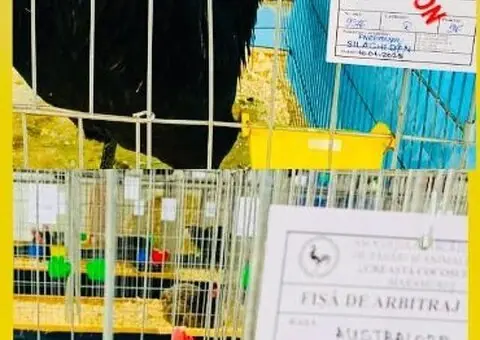 Oua de incubat si pui de vârstă mică australorp negru și albastru - 8/9