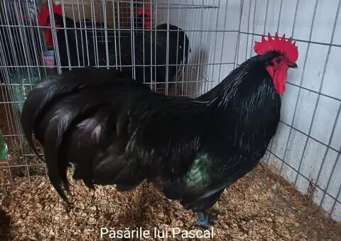 Oua de incubat si pui de vârstă mică australorp negru și albastru - 9/9