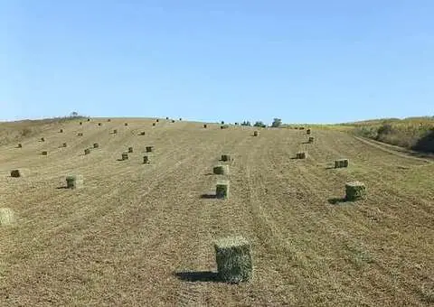 Vând 50 de baloți mici de lucernă