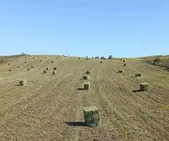 Vând 50 de baloți mici de lucernă