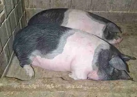 Scroafe Bazna de vânzare 150–170 kg, Daia Română, Alba