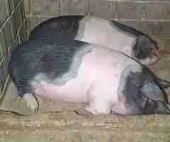 Scroafe Bazna de vânzare 150–170 kg, Daia Română, Alba