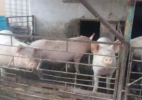 Vând porci de casă pentru carne 120–200 kg, Iernut, Mureș