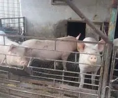 Vând porci de casă pentru carne 120–200 kg, Iernut, Mureș