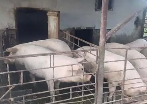 Vând porci de casă pentru carne 120–200 kg, Iernut, Mureș - 2/2