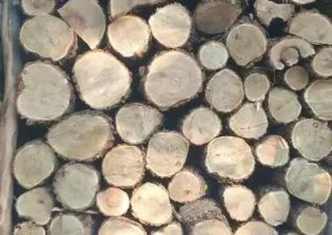 Lemne de foc din fag, salcâm și stejar, livrare la domiciliu - 2/3