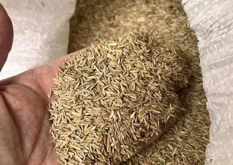 Sămânță de iarbă Lolium C1 de vânzare, recolta 2025 - 1/3