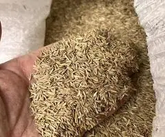 Sămânță de iarbă Lolium C1 de vânzare, recolta 2025