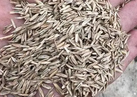 Sămânță de iarbă Lolium C1 de vânzare, recolta 2025 - 2/3