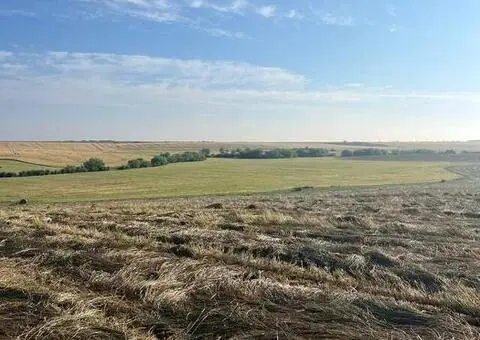 Sămânță de iarbă Lolium C1 de vânzare, recolta 2025 - 3/3