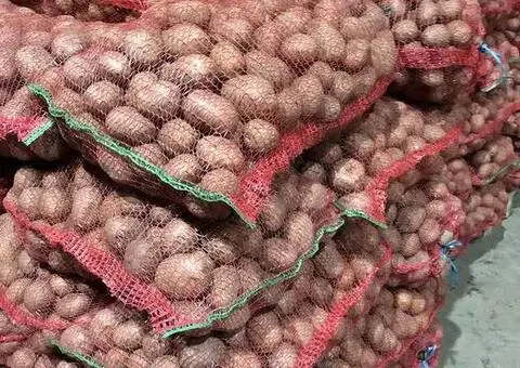 Cartofi Bellarosa pentru consum, calibru 50+, saci de 25 kg - 1/3