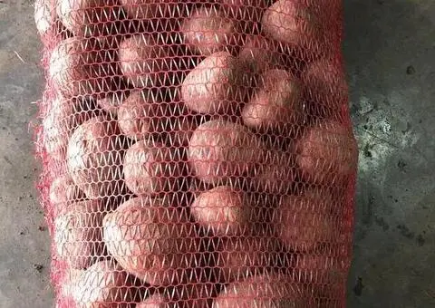 Cartofi Bellarosa pentru consum, calibru 50+, saci de 25 kg - 2/3