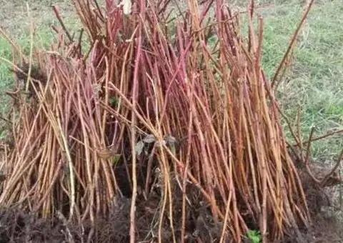 Vând zmeură proaspătă Polka, la comandă