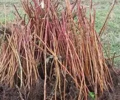 Vând zmeură proaspătă Polka, la comandă